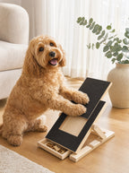 Cavoodle filing its nails on the inclined scratch board, chasing the treat in the drawer