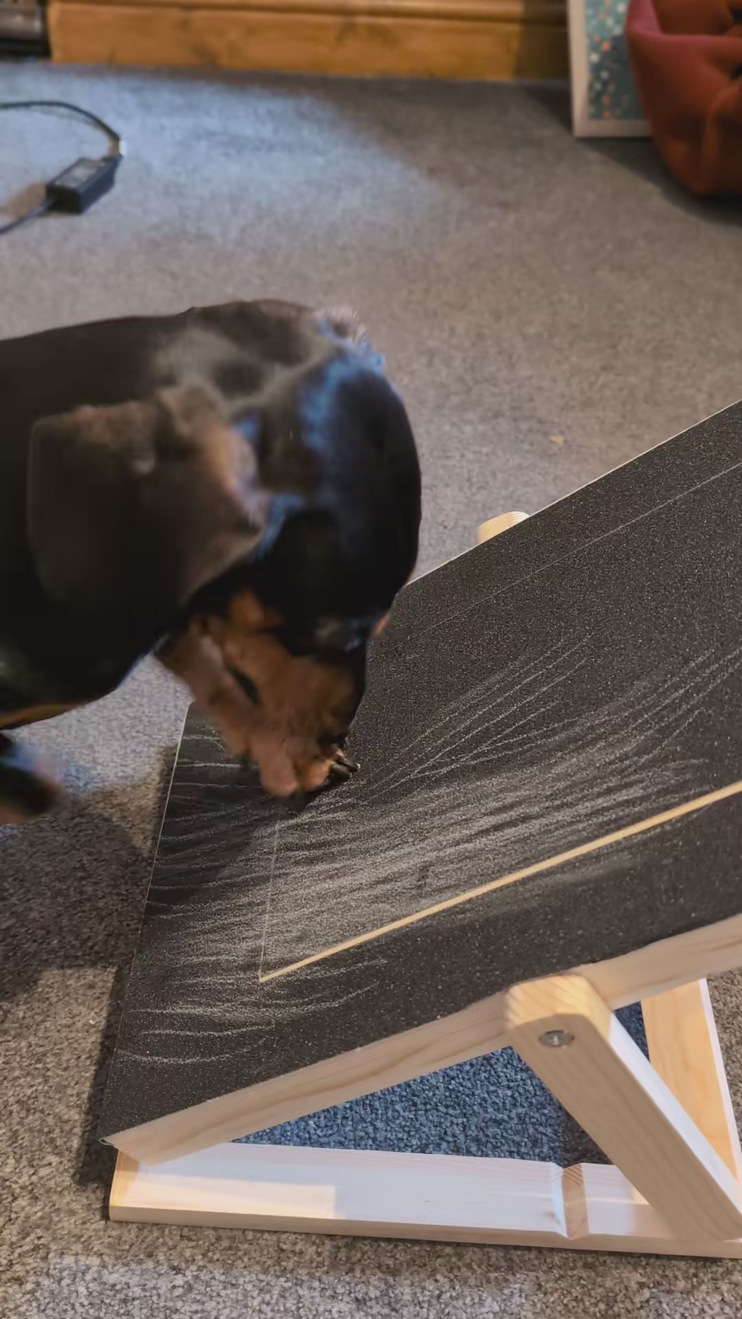 Dachshund using the nail scratch board
