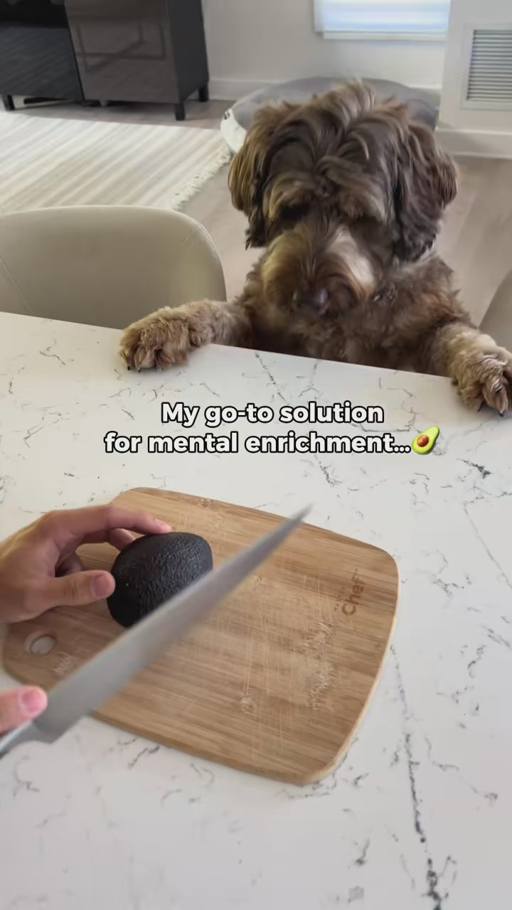 Dog foraging on the snuffle mat